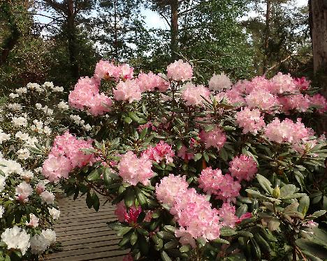 P6013338 Edelweiss Rhododendron , unkwnon yaku-hybrid, bought as 'Edelweiss' - June 1, 2024