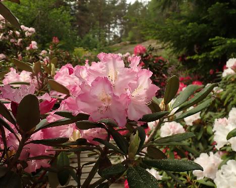 P6013339 Edelweiss Rhododendron , unkwnon yaku-hybrid, bought as 'Edelweiss' - June 1, 2024