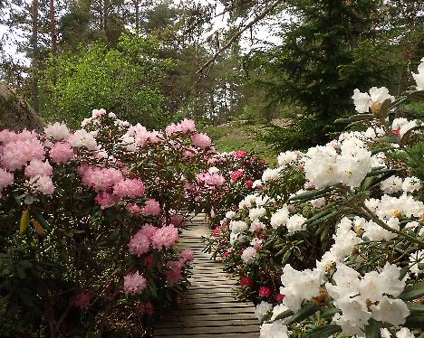 P6013341 Rhodogarden Rhodogarden, Rhododendron hybrids - June 1, 2024