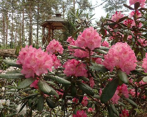 P6013342 Marketta Rhododendron 'Marketta' - June 1, 2024