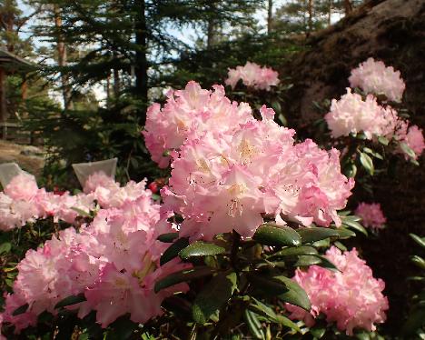 P6013344 Gradito Rhododendron 'Gradito' - June 1, 2024