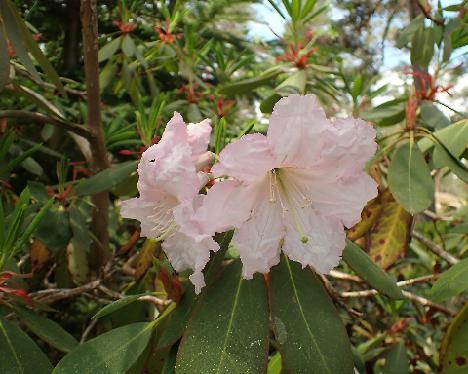 P6013345 fortunei Rhododendron fortunei - June 1, 2024