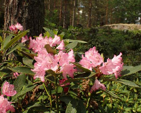 P6013347 macrophyllum Rhododendron macrophyllum , Shawnigan Lake, BC, Canada, 2002-0165 - June 1, 2024