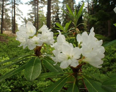 P6013351 Lumotar Rhododendron 'Lumotar', crossed by Jussi Lähteenmäki - June 1, 2024