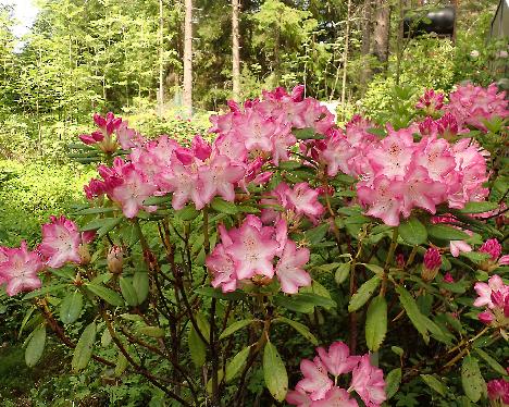 P6013353 Eija Rhododendron 'Eija' - June 1, 2024