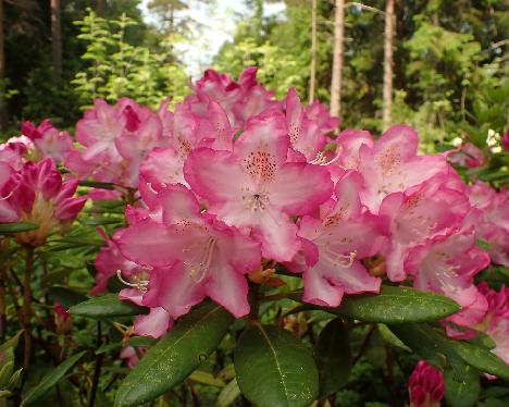 P6013354 Eija Rhododendron 'Eija' - June 1, 2024