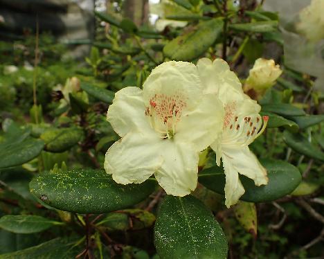 P6013356 Kristian's Sunshine Rhododendron 'Kristian's Sunshine' - June 1, 2024