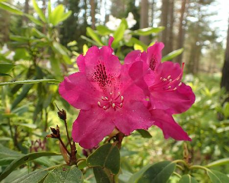 P6013358 Kretliini Rhododendron 'Kretliini' - June 1, 2024