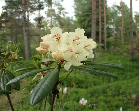 P6013360 Kuunkelta Rhododendron 'Kuunkelta' - June 1, 2024