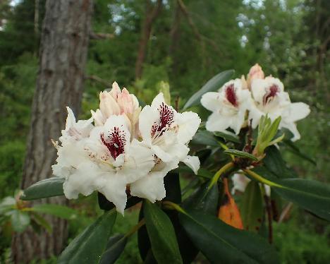 P6013362_PMAMatter-01_PMA_x_Matterhorn Rhododendron PMAMatter-01 ('P.M.A. Tigerstedt' x 'Matterhorn') - June 1, 2024