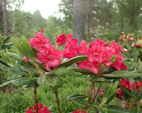 P6013364_HaagBohm-03_Haaga_x_Bohmen Rhododendron HaagBöhm-03 ('Haaga' x 'Böhmen') - June 1, 2024