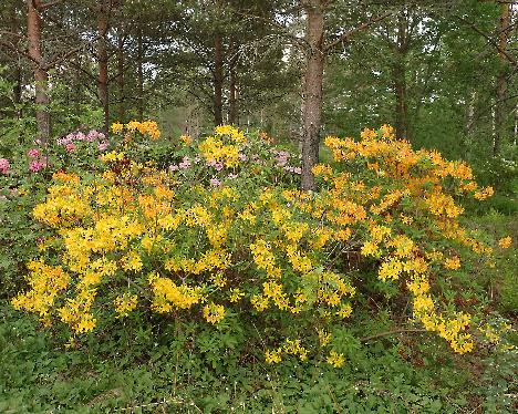 P6013366 Reijo Hahkalan atsaleat luteum x Unique Rhododendron luteum x 'Unique' azaleas on test field, crossed by Reijo Hahkala - June 1, 2024