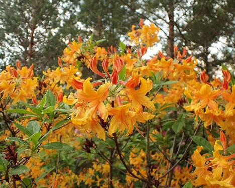 P6013367_Soihtu_LutUniq-02_luteum_x_Unique_RH_1024px Rhododendron 'Soihtu', (LutUniq-02, luteum x 'Unique'), crossed by Reijo Hahkala - June 1, 2024