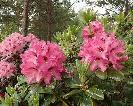 P6013369_Martti_PekkEdel-06 Rhododendron 'Martti' - June 1, 2024