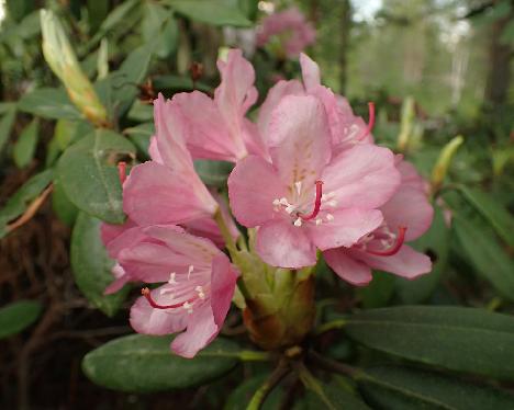 P6013373 Stina Rhododendron 'Stina' - June 1, 2024