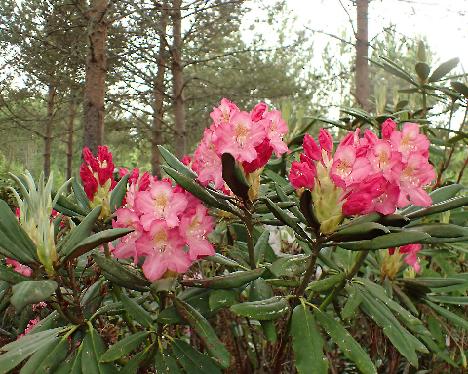 P6013379_MikkKal-01_Mikkeli_x_Kalinka Rhododendron MikkKal-01 ('Mikkeli' x 'Kalinka') - June 1, 2024