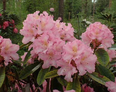 P6013381_HeluDagm-01_Helsinki_University_x_Dagmar Rhododendron HeluDagm-01 ('Helsinki University' x 'Dagmar') - June 1, 2024