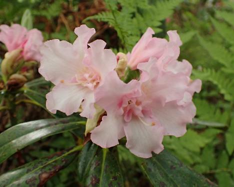 P6013383_KullDagm-02_Kullervo_x_Dagmar Rhododendron KullDagm-02 ('Kullervo x 'Dagmar') - June 1, 2024