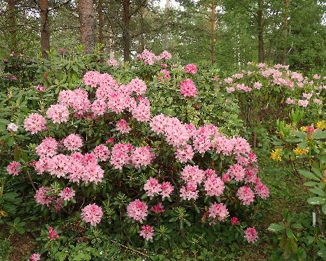 P6013385_PekkEdel-05_Pekka_x_Edeltraud Rhododendron PekkEdel-05 ('Pekka' x 'Edeltraud') - June 1, 2024