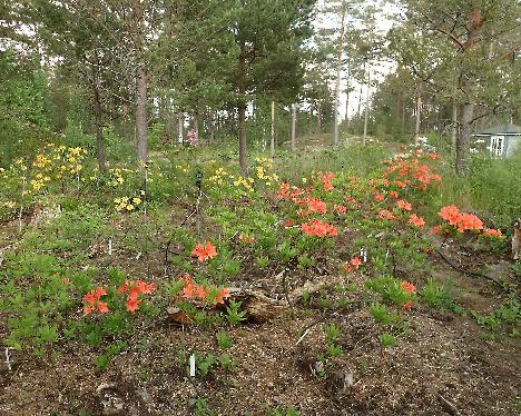 P6013388 uusi atsaleaistutusalue luteum ja japocinum New azalea plantings, species and hybrids - June 1, 2024