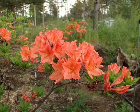 P6013389_molle_ssp_japonicum_ARS_001-07_ Mt. Akagi-Suzugatake Rhododendron molle ssp. japonicum . Mt. Akagi-Suzugatake, Japan - June 1, 2024