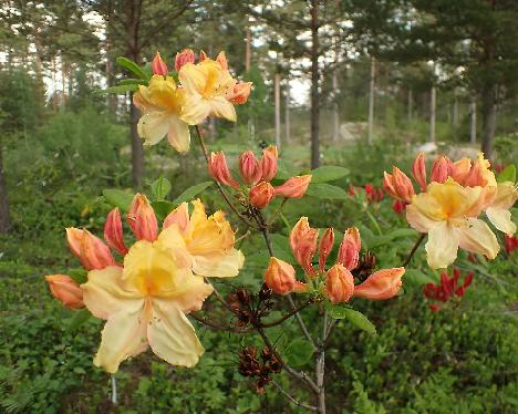 P6013393_Golden_Lights_x_Sunte_Nectarine_2005-0554 Rhododendron 'Golden Lights' x 'Sunte Nectarine', 2005-0554 - June 1, 2024