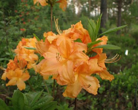 P6013395_Golden_Lights_x_Sunte_Nectarine_2005-0555 Rhododendron 'Golden Lights' x 'Sunte Nectarine', 2005-0555 - June 1, 2024