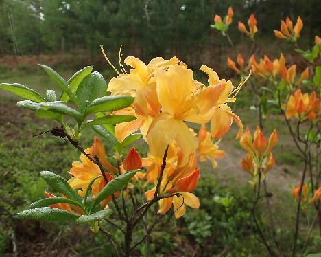 P6013397_Golden_Lights_x_Sunte_Nectarine_2005-0553 Rhododendron 'Golden Lights' x 'Sunte Nectarine', 2005-0553 - June 1, 2024