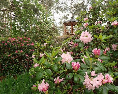 P6023399 Pekka_1024px Rhododendron 'Pekka' - June 2, 2024