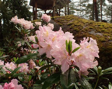 P6023402 Dagmar_1024px Rhododendron 'Dagmar' - June 2, 2024