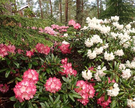 P6023403 Fantastica ja Falling Snow_1024px Rhododendron 'Fantastica' and 'Falling Snow' - June 2, 2024