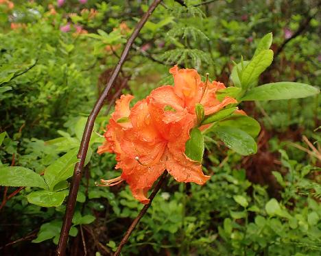 P6023407 Mandarin Lights_1024px Rhododendron 'Mandarin Lights' - June 2, 2024