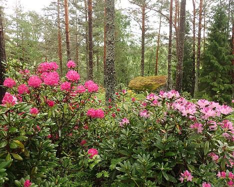 P6023412 latvialaiset Arnita ja Romantica_1024px Rhododendron 'Arnita' and 'Romantica' - June 2, 2024