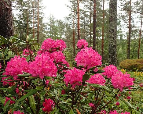 P6023413 Arnita_1024px Rhododendron 'Arnita' - June 2, 2024