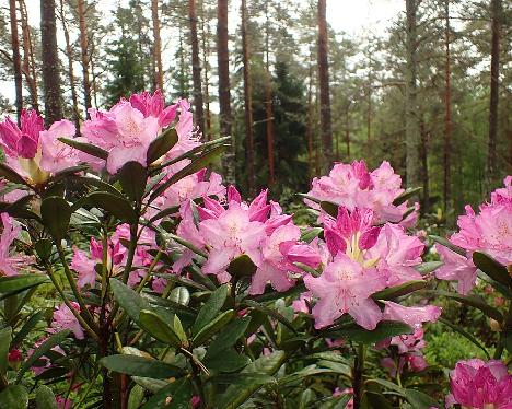 P6023415 Romantica_1024px Rhododendron 'Romantica' - June 2, 2024