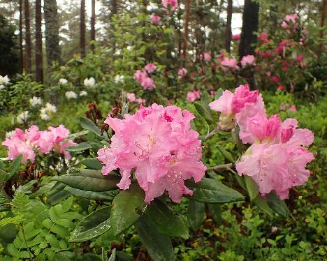 P6023417 smirnowii_1024px Rhododendron smirnowii - June 2, 2024