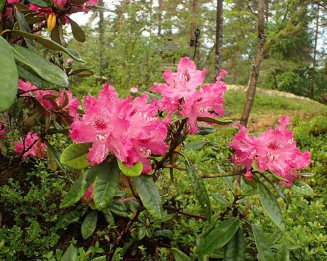 P6023419 Unelma_1024px Rhododendron 'Unelma' - June 2, 2024