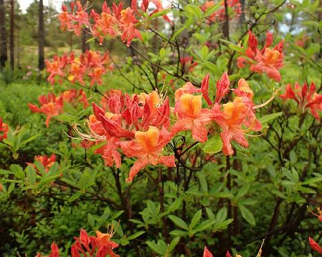 P6023423 Aamurusko_1024px Rhododendron 'Aamurusko' - June 2, 2024