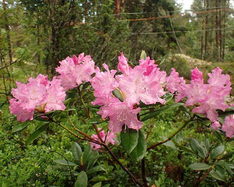 P6023425 Krish_1024px Rhododendron 'Krish' - June 2, 2024