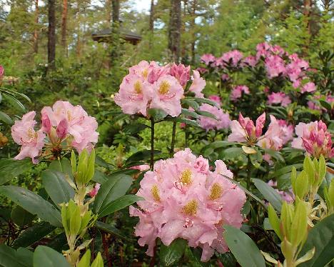 P6023427 Lita_1024px Rhododendron 'Lita' - June 2, 2024