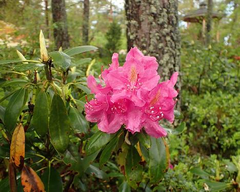 P6023429 Eino_1024px Rhododendron 'Eino' - June 2, 2024