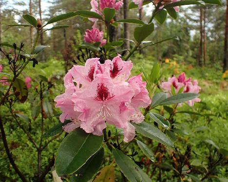 P6023431 ROYAL BUTTERFLY_1024px Rhododendron 'Królowa Jadwiga', ROYAL BUTTERFLY - June 2, 2024