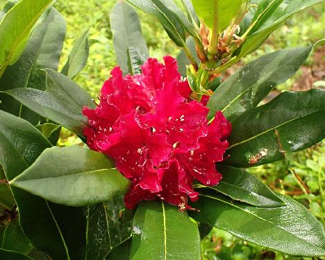 P6023433 Red Jack_1024px Rhododendron 'Red Jack' - June 2, 2024