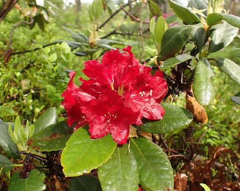 P6023435 CHERRY KISS_1024px Rhododendron 'Hachcher', CHERRY KISS - June 2, 2024