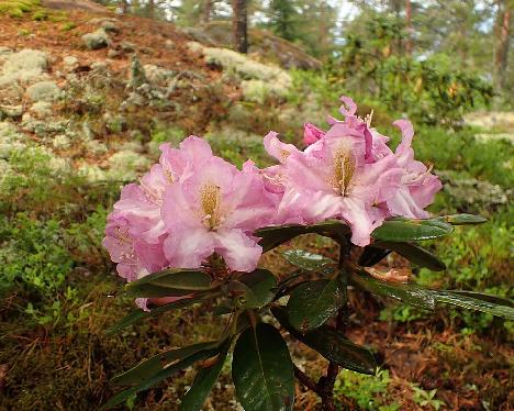 P6023439 Lavender Princess_1024px Rhododendron 'Lavender Princess' - June 2, 2024