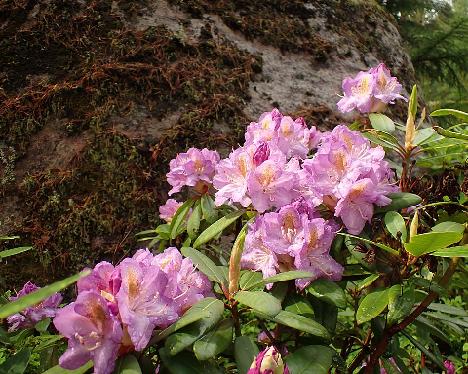 P6023443 Blutopia_1024px Rhododendron 'Blutopia' - June 2, 2024