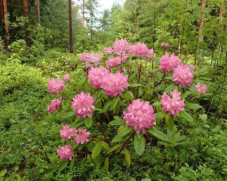 P6023457 Becca_1024px Rhododendron 'Becca' - June 2, 2024