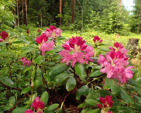 P6023461 Kristian's Pink_1024px Rhododendron 'Kristian's Pink' - June 2, 2024