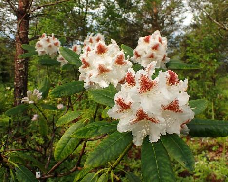 P6023463 Annuska_1024px Rhododendron 'Annuska' - June 2, 2024