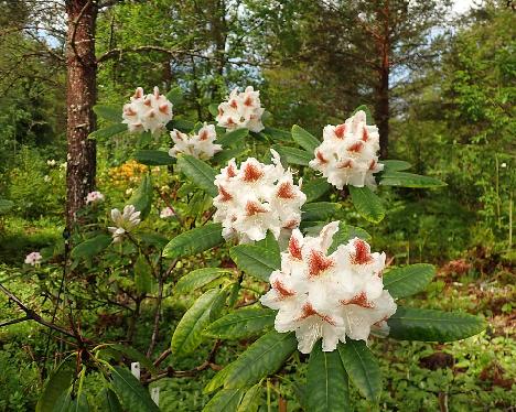 P6023465 Annuska_1024px Rhododendron 'Annuska' - June 2, 2024